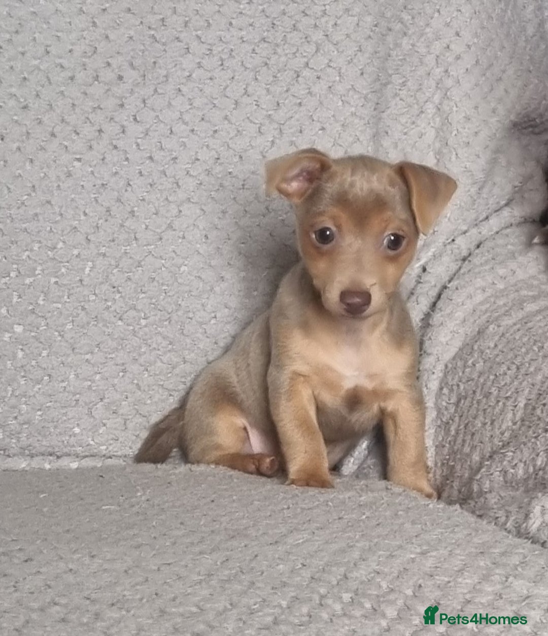 Jack Russell dogs for sale: Miniature jack Russell's only 3 available now - Image 20