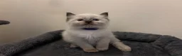 Ragdoll cats for sale: 🐾 Pure Ragdoll Kittens 🐾 in Exeter - Advert 16