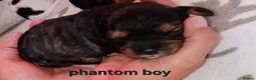 Cavapoo dogs for sale: Cavapoos poodle/cavapoos outstanding puppies - Advert 10