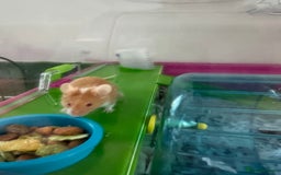 Mouse rodents for sale: 2 mice with cage  - Image 1