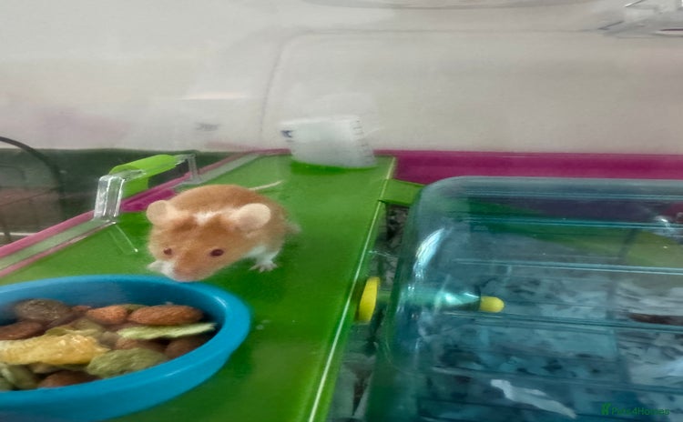 Mouse rodents - Advert 1