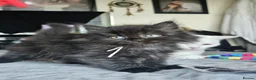 British Longhair cats for sale: BLH AND BSH kittens - Advert 23