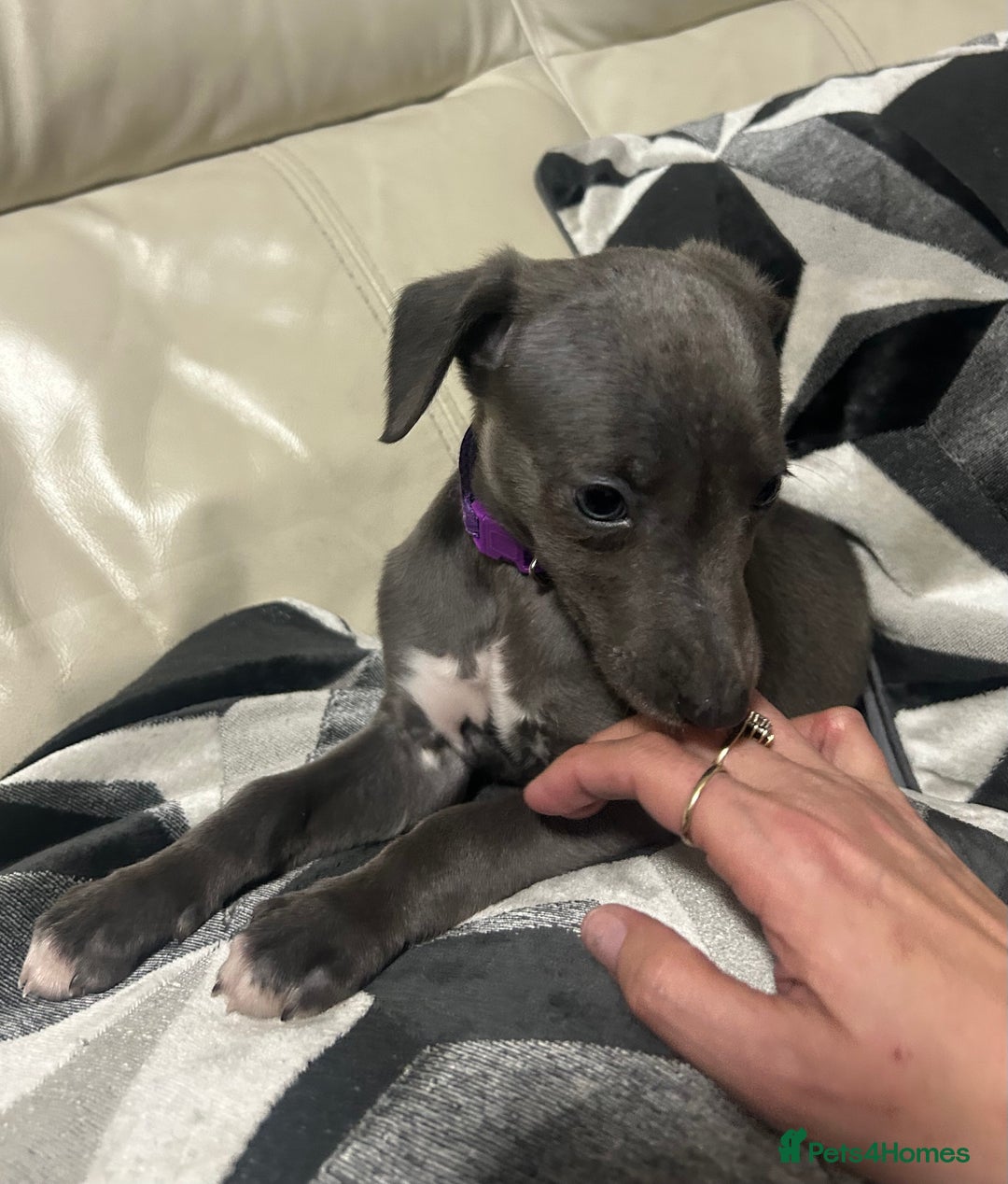 Whippet dogs for sale: Whippet pups - Image 17