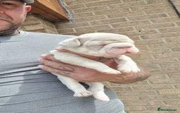 French Bulldog dogs for sale: Adorable pink and fluffy french bulldogs puppies  - Image 21