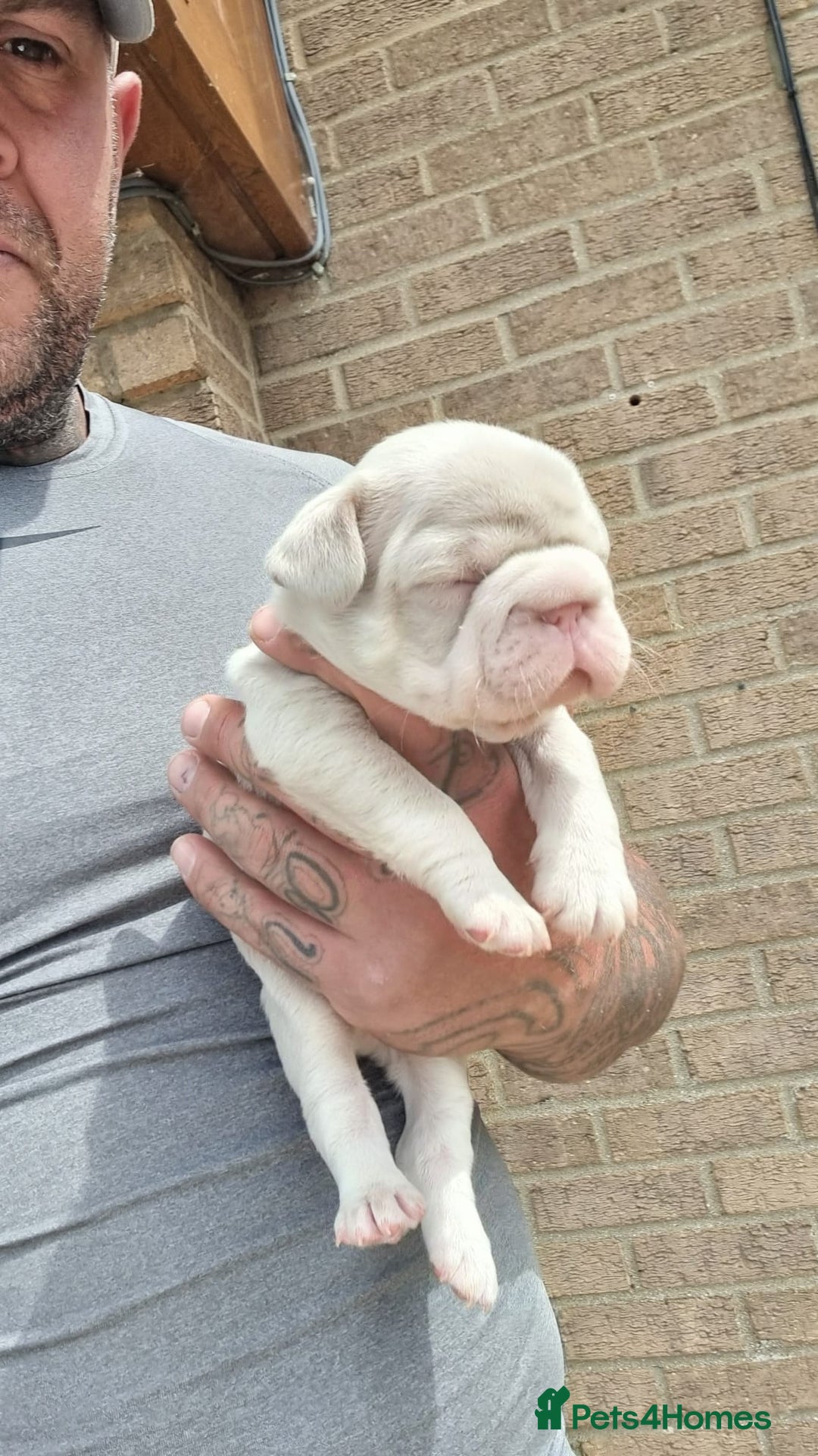 French Bulldog dogs for sale: Adorable pink and fluffy french bulldogs puppies  - Image 21