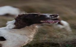 English Springer Spaniel dogs for stud: Field Trial Winner Ribblebrook Rocky @ Stud - Image 4