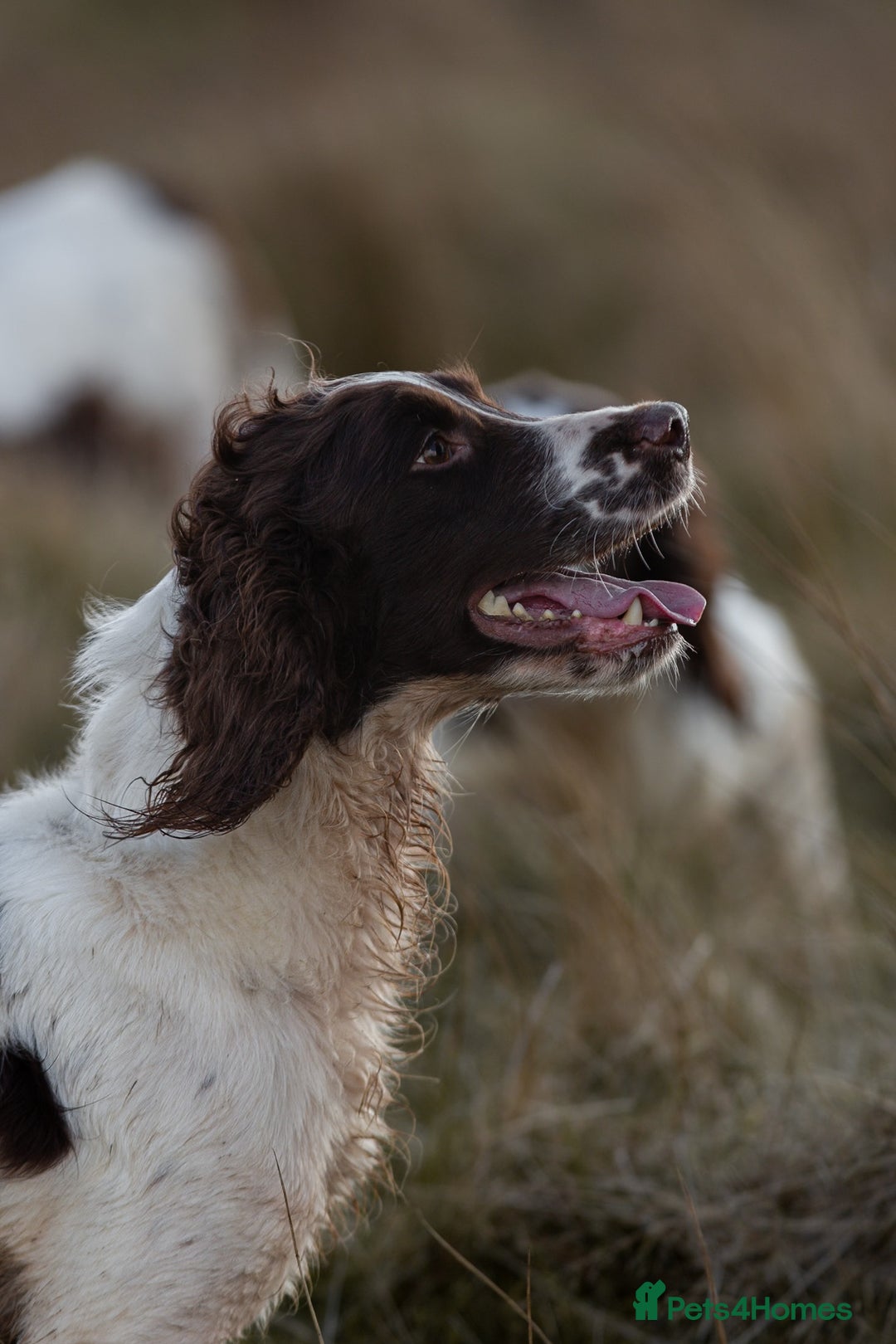 English Springer Spaniel dogs for stud: Field Trial Winner Ribblebrook Rocky @ Stud - Image 4