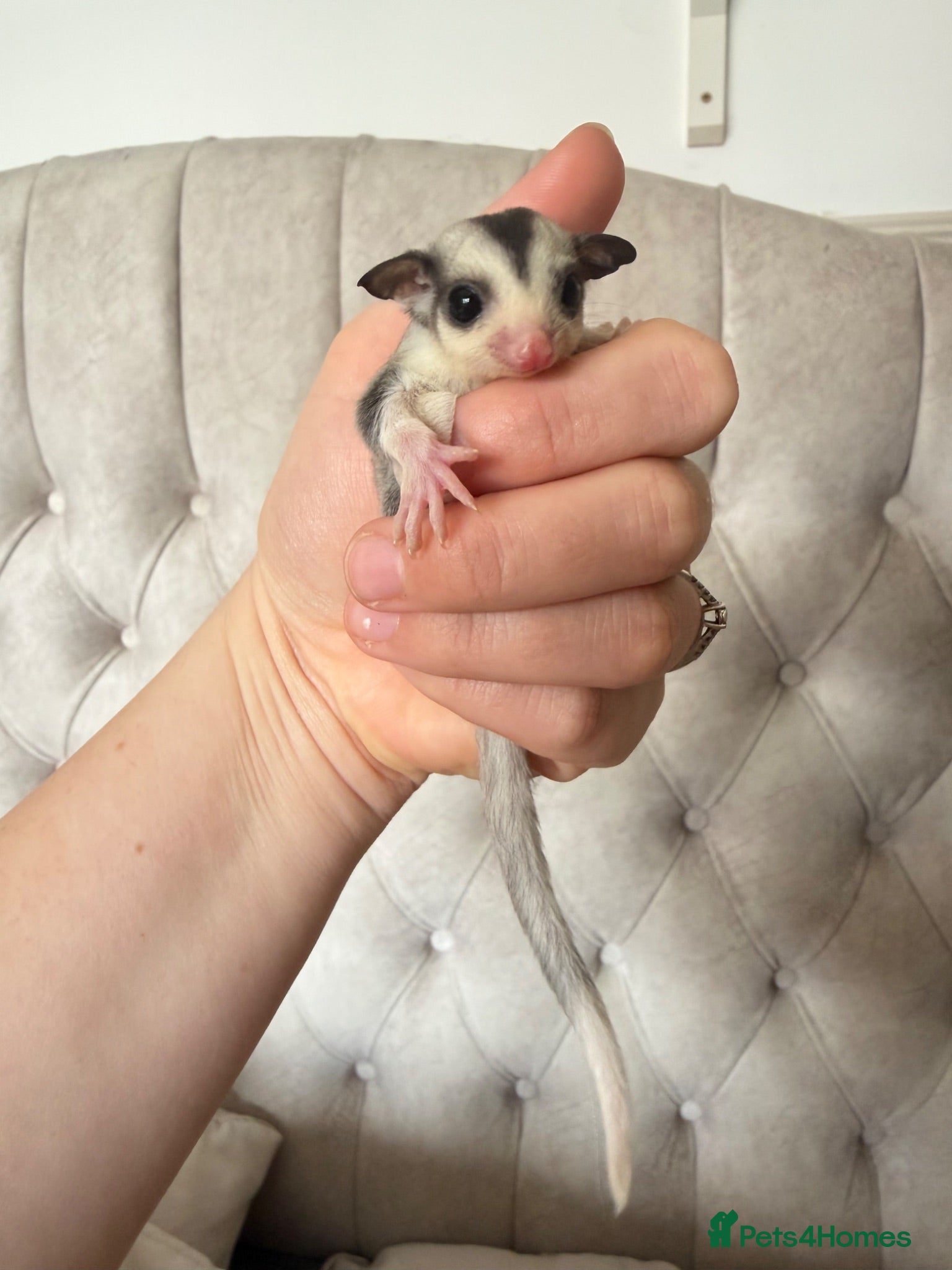 Sugar Glider rodents Female mosaic sugar glider  - Advert 1