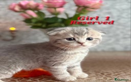 Scottish Fold cats for sale: 2 Adorable Scottish fold kittens left  - Advert 3