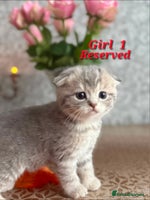 Scottish Fold cats 2 Adorable Scottish fold kittens left - Advert 2