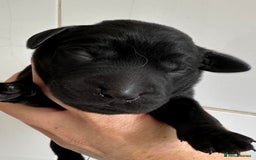 Labrador Retriever dogs for sale: Labrador puppies from health tested parents  - Image 5