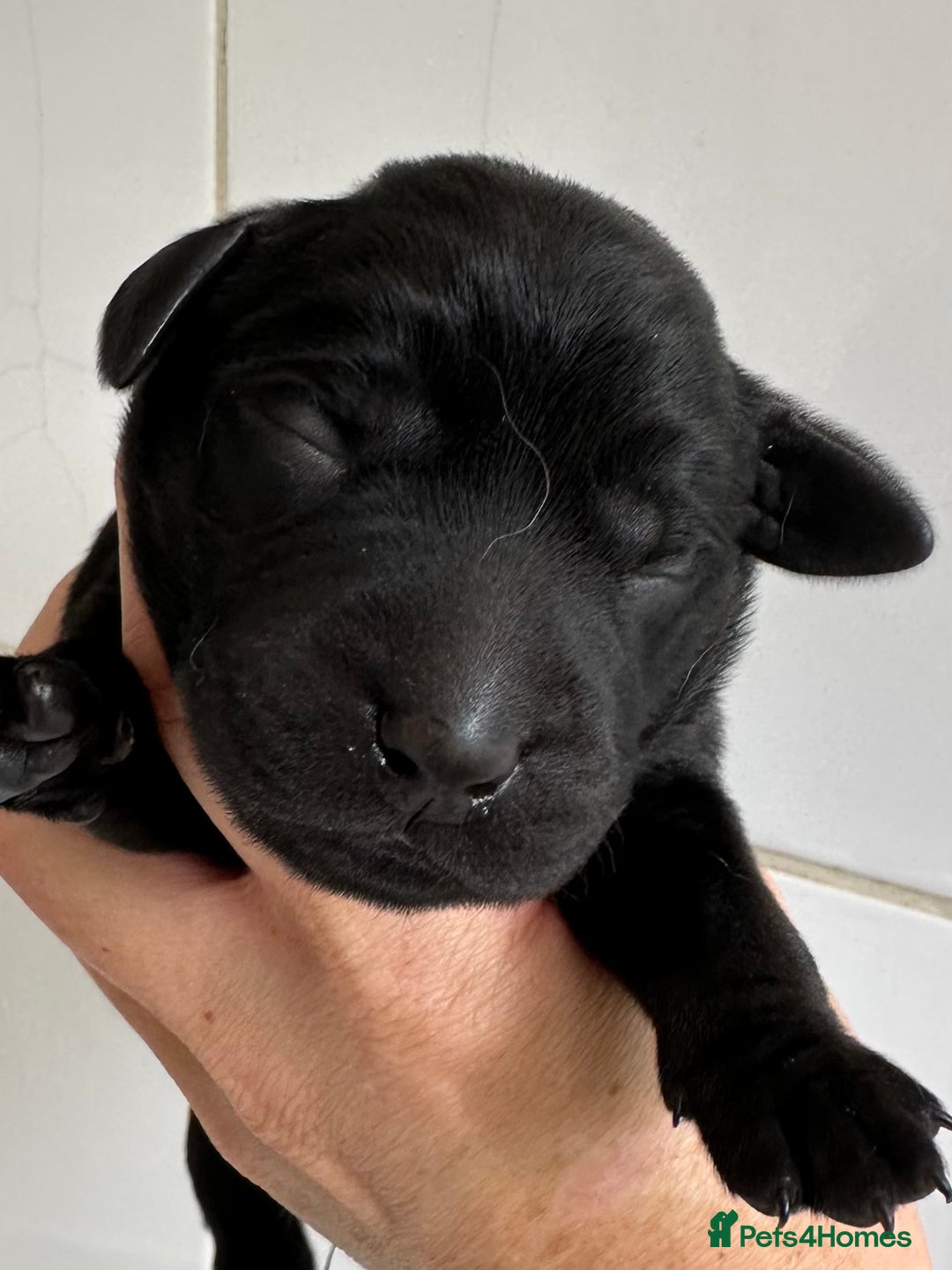 Labrador Retriever dogs for sale: Labrador puppies from health tested parents  - Image 5