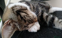 Domestic Shorthair cats for sale: Female domestic cat – 1 year old - Image 3