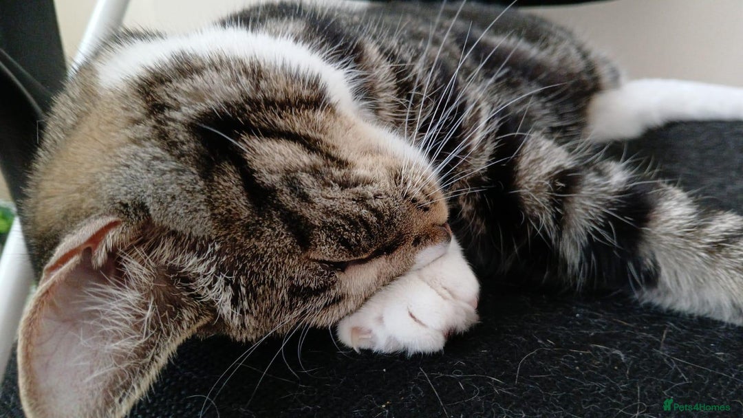 Domestic Shorthair cats for sale: Female domestic cat – 1 year old - Image 3