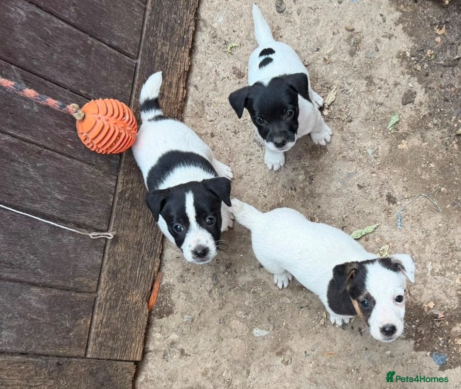 Jack Russell dogs Traditional Working Jack Russell Terrier Puppies - Advert 1