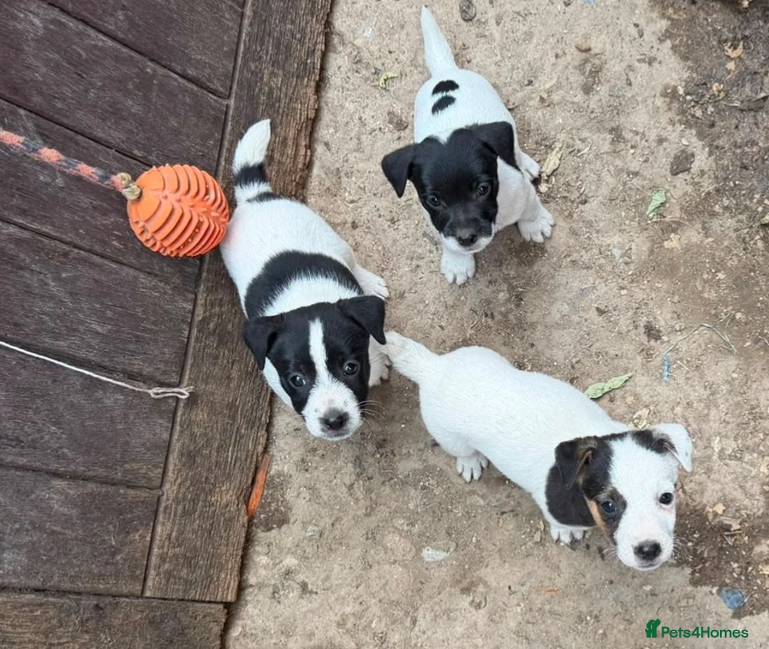 Jack Russell dogs for sale: READY NOW! Traditional Working Jack Russell Puppy - Advert 1