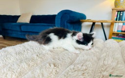 Mixed Breed cats for sale: Ragdoll x Maincoon x Manx - Image 7