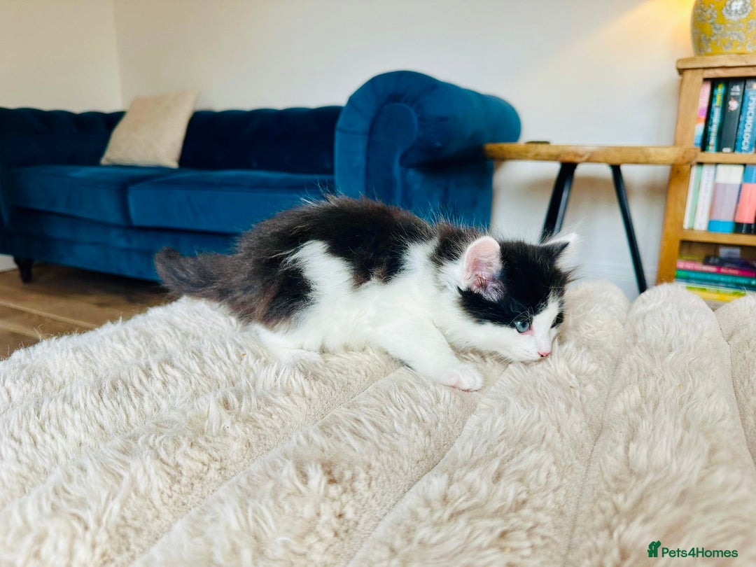 Mixed Breed cats for sale: Ragdoll x Maincoon x Manx - Image 7