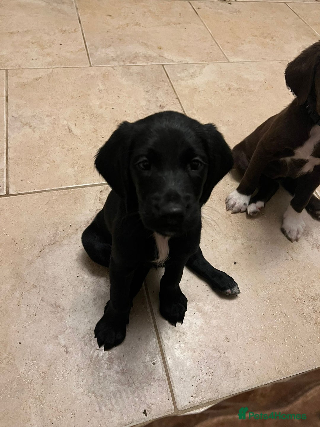 Springador dogs for sale: Springador Puppies - Advert 6