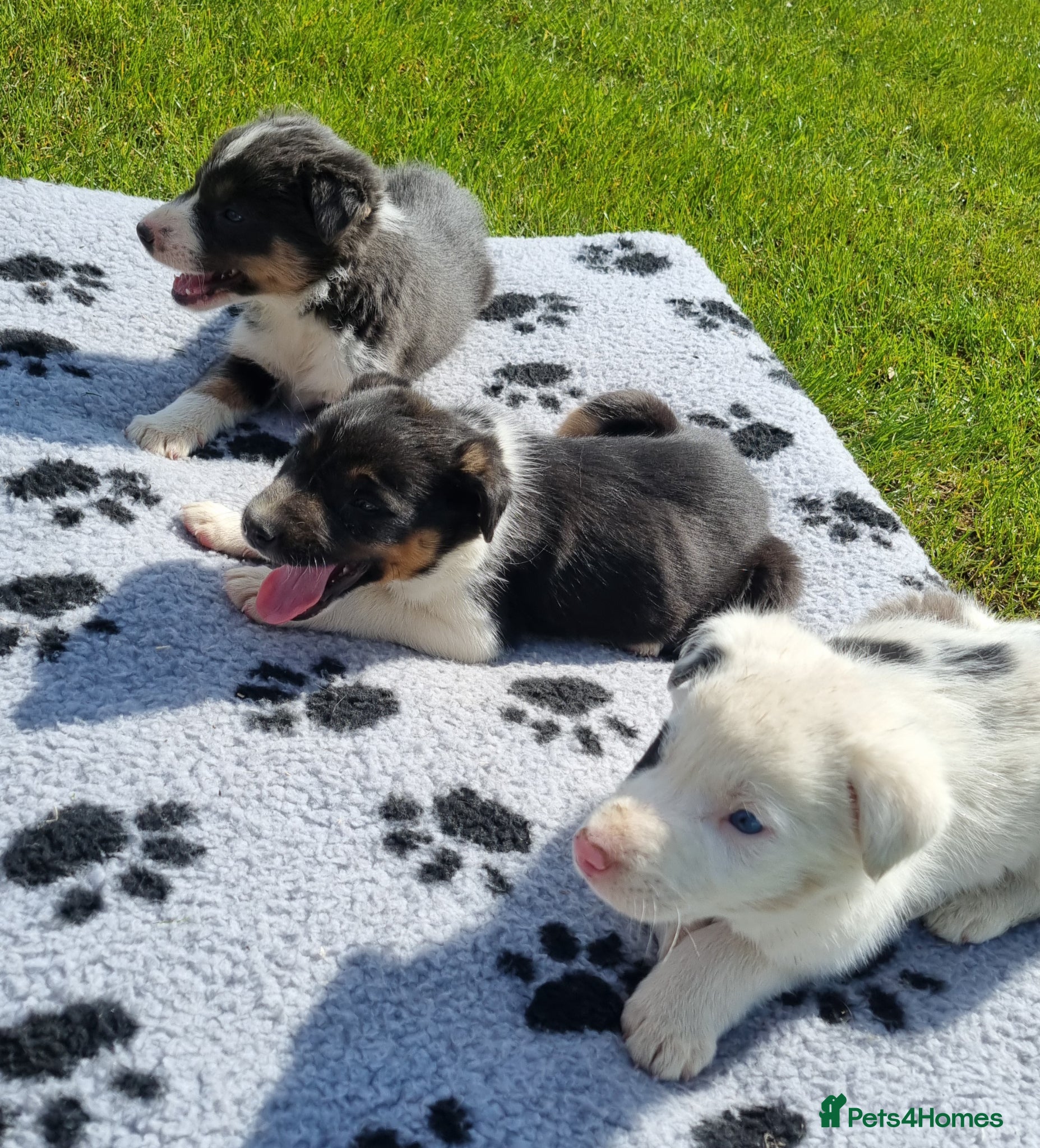 Border Collie dogs *OUTSTANDING border collies* - Advert 4