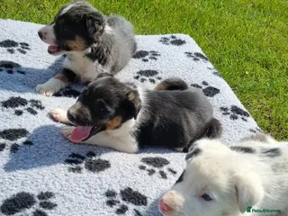 Border Collie dogs *OUTSTANDING border collies* - Advert 1