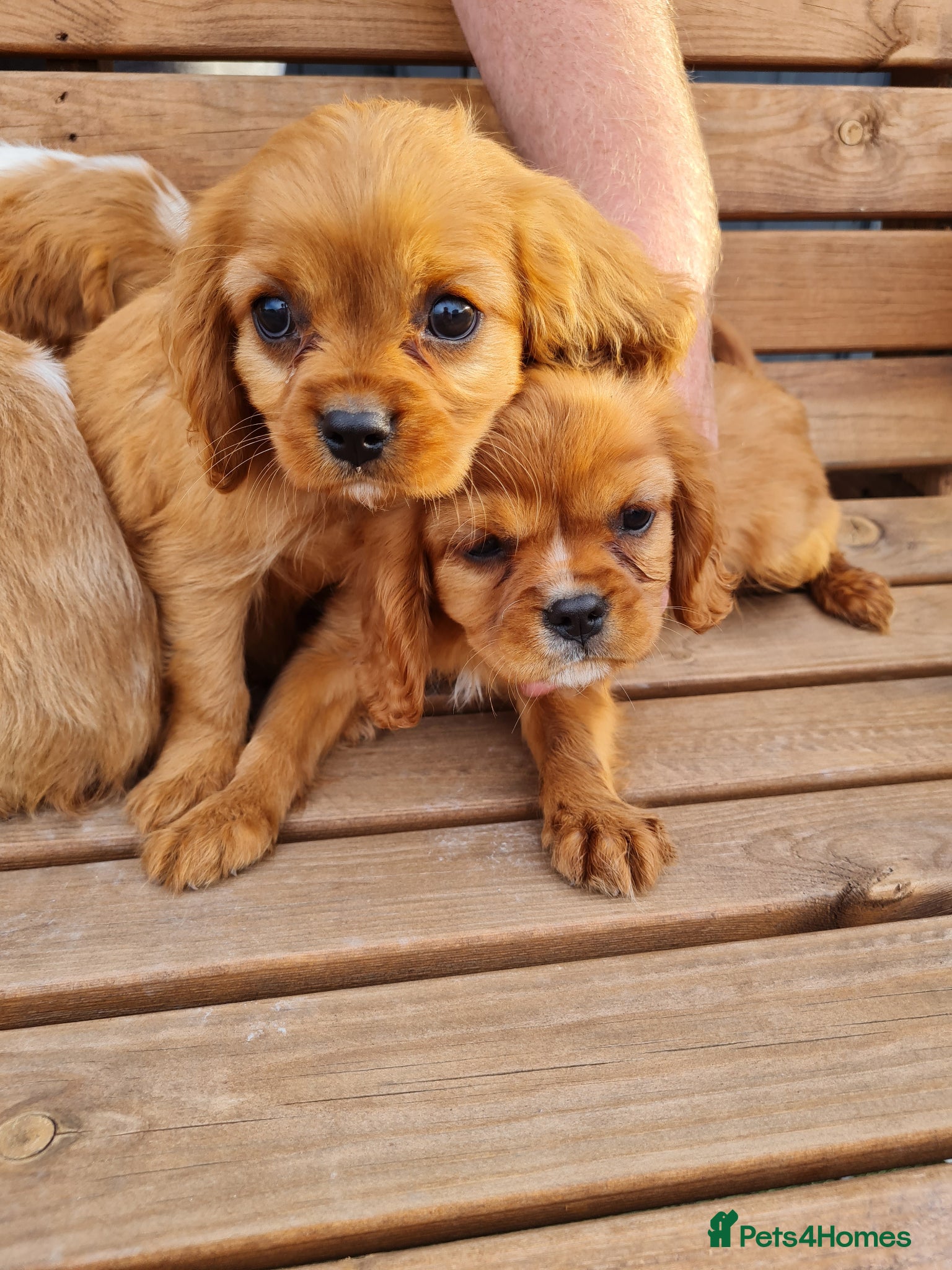 Cavalier King Charles Spaniel dogs for sale: Exquisite cavalier spaniel puppies  - Advert 4
