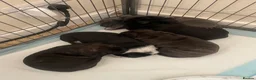 Mixed Breed dogs for sale: Bullmastiff X Cane Corso puppies in Colchester - Advert 6