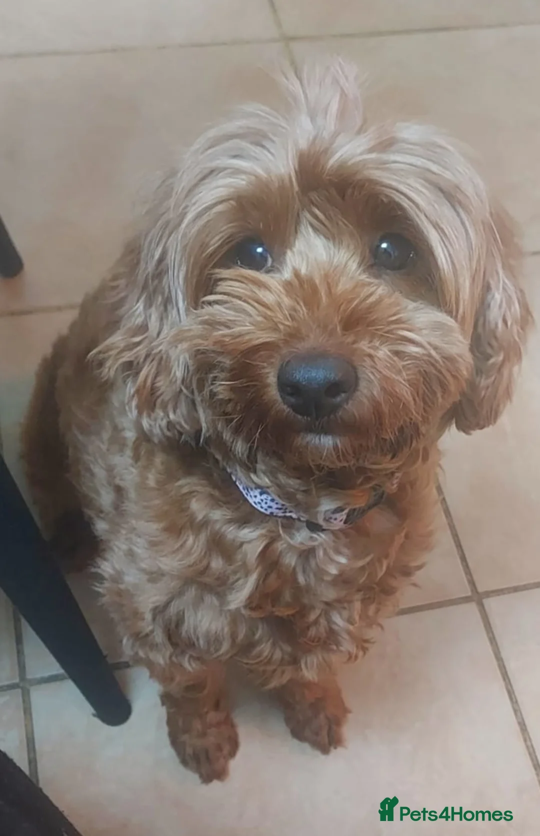 Cavapoo dogs for sale: Cavapoo  - Advert 2