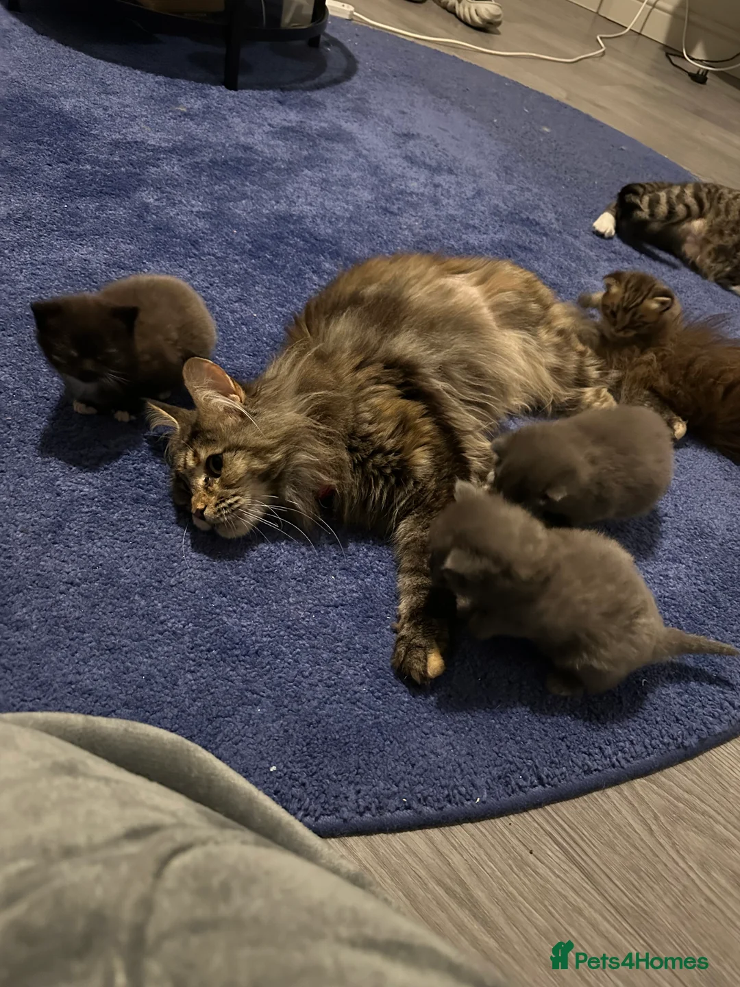 British Shorthair cats for sale: British shorthair mix kittens  - Advert 23