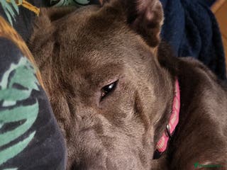 Mixed Breed dogs Mixed breed beautiful blue baby - Advert 2