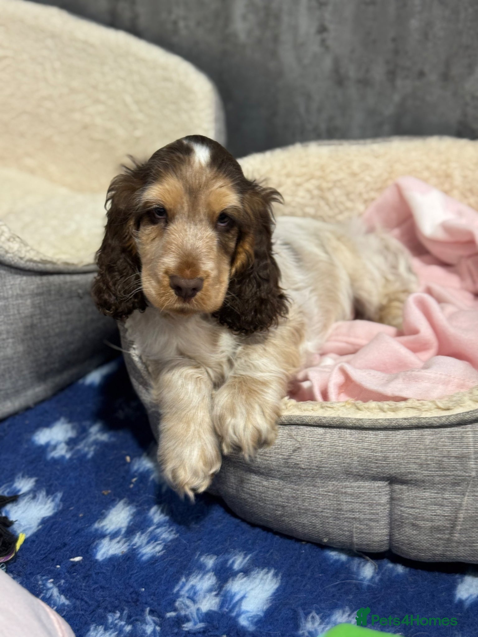 Cocker Spaniel dogs KC registered DNA tested show type Cocker Spaniels - Advert 6