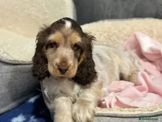 Cocker Spaniel dogs KC registered DNA tested show type Cocker Spaniels - Advert 6