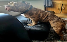 American Bully dogs for stud: 🔥 Arlo – The Ultimate Lilac Merle Pocket Bully 🔥 - Image 1