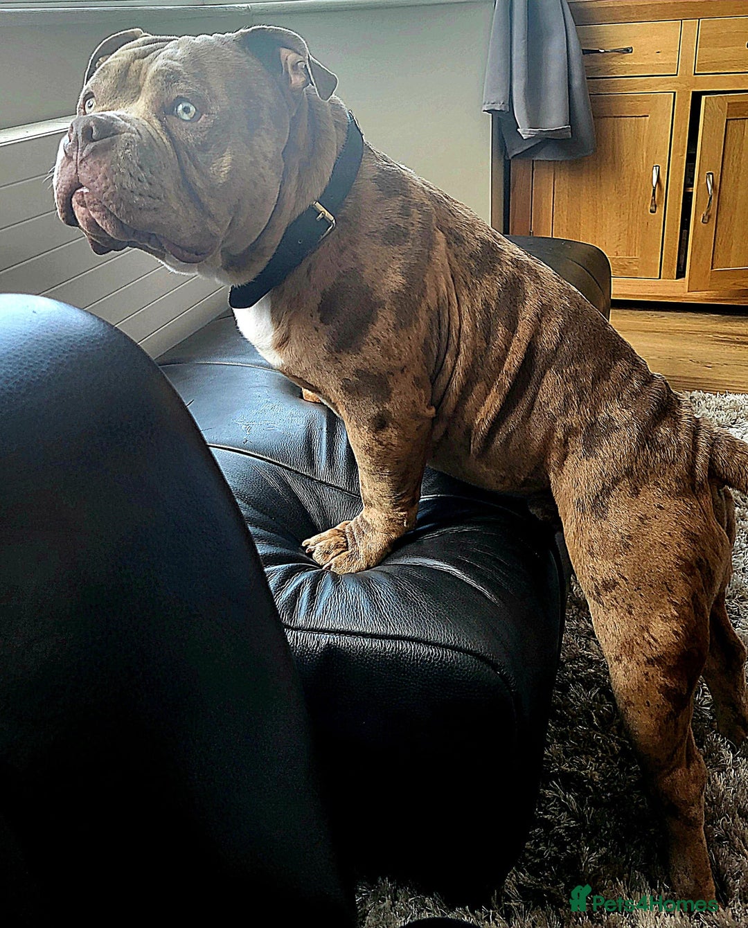 American Bully dogs for stud: 🔥 Arlo – The Ultimate Lilac Merle Pocket Bully 🔥 - Image 1
