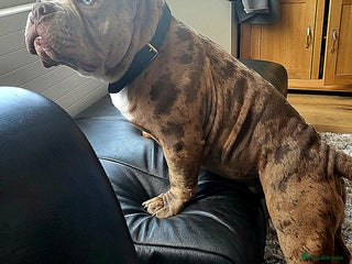 American Bully dogs - Advert 2