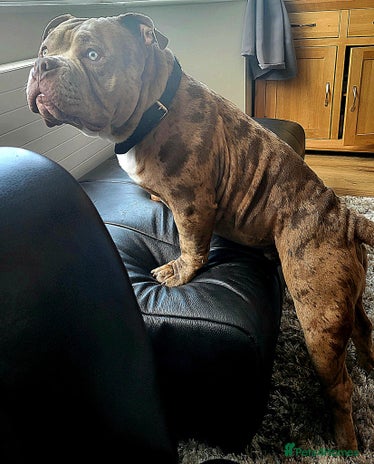 American Bully dogs - Advert 1