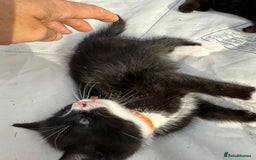 Mixed Breed cats for sale: Litter of Kittens For Sale - only 1 Male left in Dunstable - Image 20