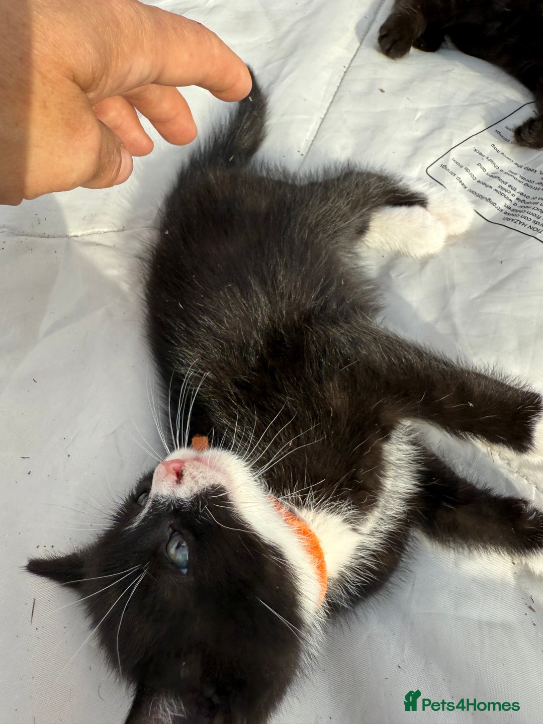 Mixed Breed cats for sale: Litter of Kittens For Sale - only 1 Male left in Dunstable - Image 20