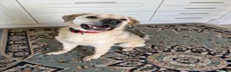 Mixed Breed dogs for adoption: 💙RUFUS💙 Misunderstood Soul Fading In Kennels  in Spalding - Advert 5