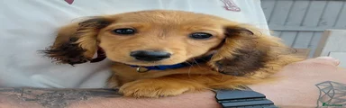 Miniature Dachshund Puppy 4