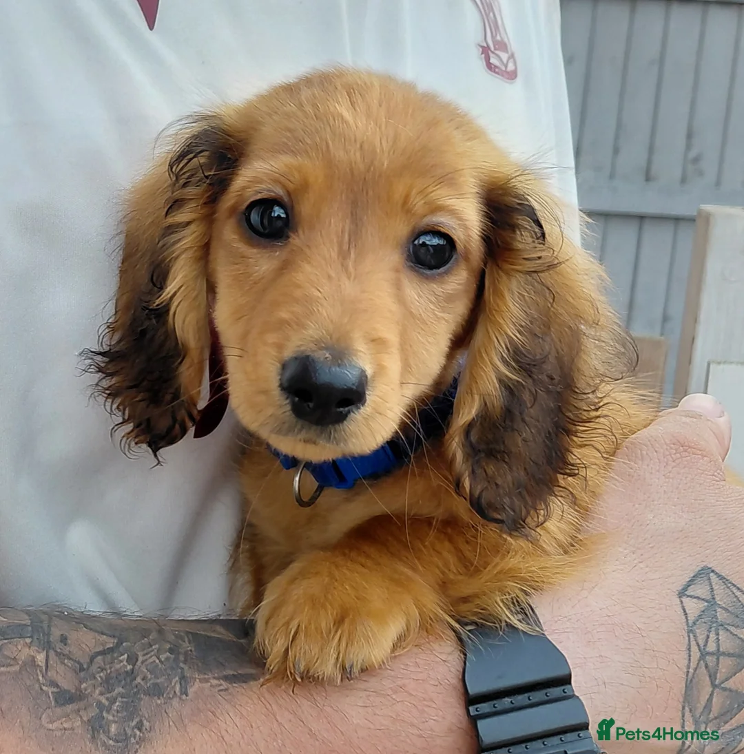 Miniature Dachshund dogs for sale: ✨️Available & Ready✨️3 Left✨️Longhaired Mini's✨️ - Advert 2