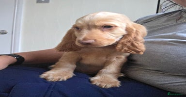 Cocker Spaniel dogs - Advert 12