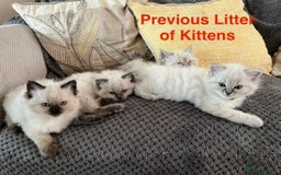 Ragdoll cats for sale: 5 Pure Ragdoll Kittens (7 Weeks Old) in Camborne - Image 14