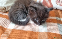 Mixed Breed cats for sale: Gorgeous Large Maine Coon Cross Kittens - Image 31