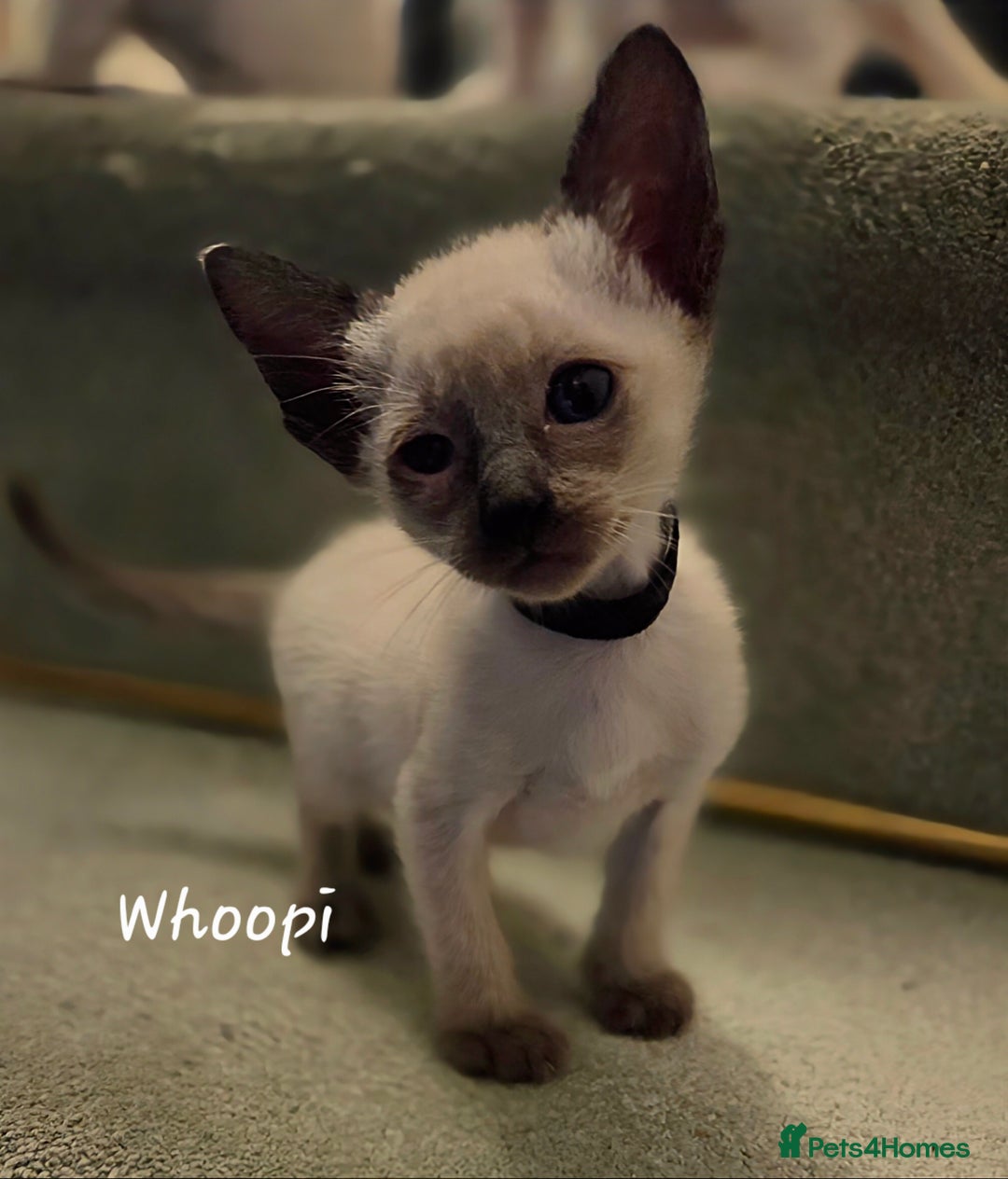 Siamese cats for sale: 8 super soft purebred GCCF reg Siamese - Image 10