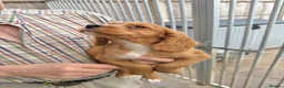 Cocker Spaniel dogs for sale: Cocker spaniel puppies ready now - Advert 28