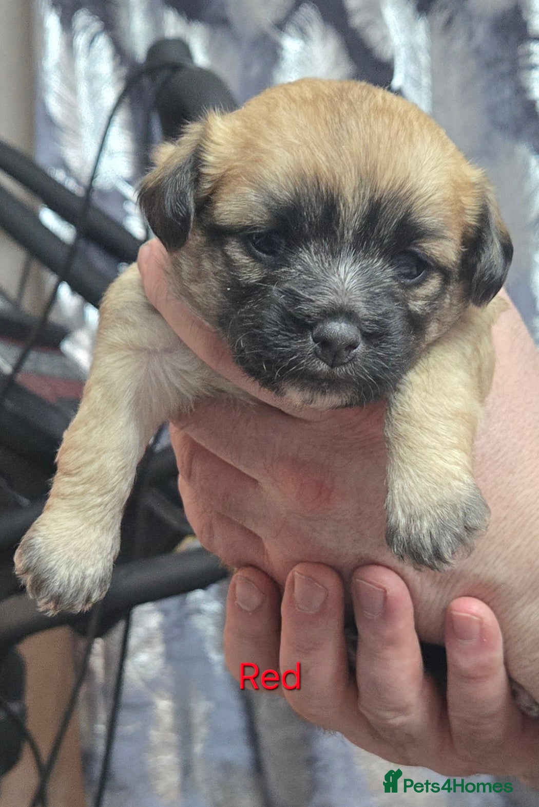 Mixed Breed dogs Maltese x Terrier (1 girl left Red Collar) - Advert 15