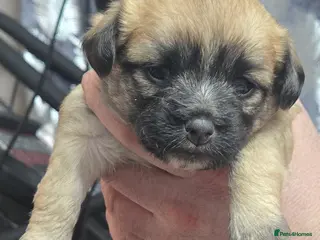 Mixed Breed dogs Maltese x Terrier (1 girl left Red Collar) - Advert 15