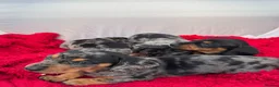 Miniature Dachshund dogs for sale: Miniature Dachshund Puppies, KC reg in Salford - Advert 5