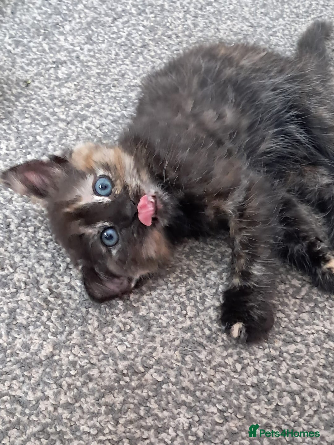Domestic Shorthair cats for sale: Beautiful tortoise shell kittens - Image 9